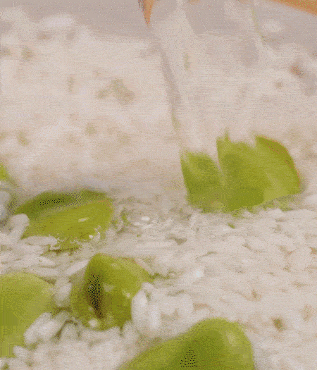 鍋底抹油，將淘洗干凈的大米，加蠶豆、清水，蓋蓋中火煮。